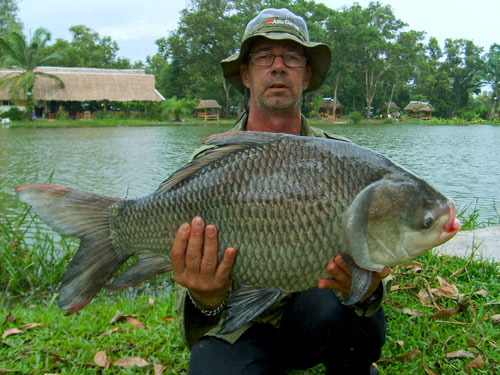 Giant Siamese Carp at Sawai Lake Phuket.