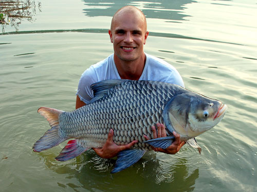 Giant Siamese Carp from Krabi.