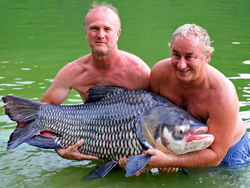 Giant Mekong Catfish from EFT.