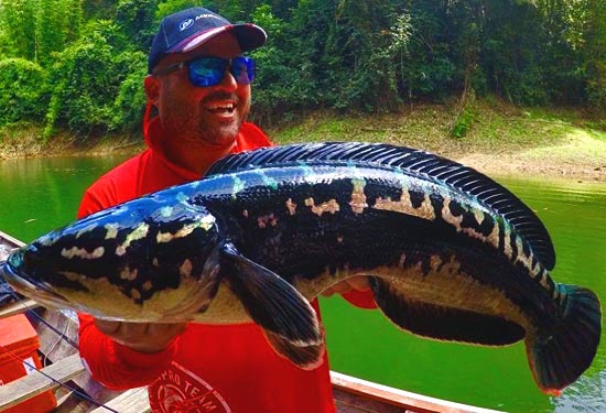 Giant Snakehead caught on a surface lure.