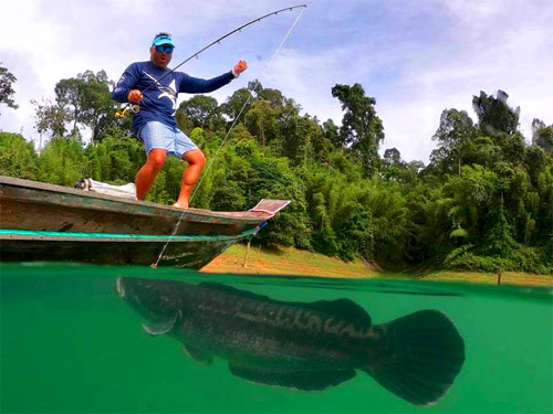 Freshwater Jungle Fishing Thailand.