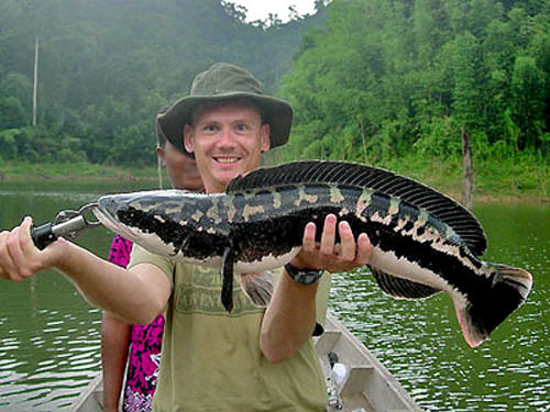 Giant Snakehead caught in the jungle.