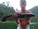 Giant Snakehead jungle fishing.