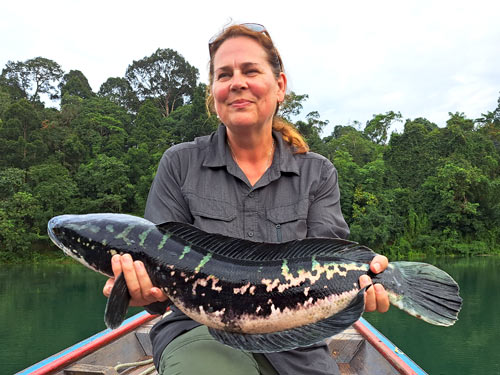 Giant Snakehead Jungle fishing Thailand.