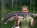 Giant Snakehead from jungle fishing.