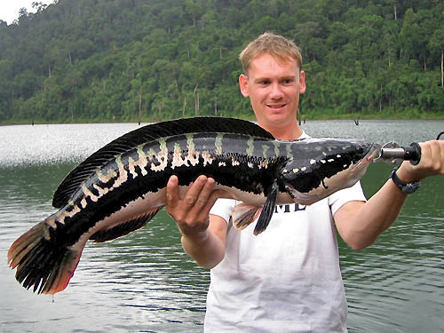 Giant Snakehead Jungle fishing Thailand.