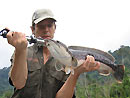 Giant Snakehead from Cheow Lan.