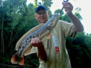 Giant Snakehead jungle fishing.