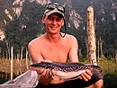 Small, but still a Giant Snakehead.