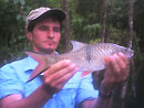 Hampala Barb from Jungle Fishing.