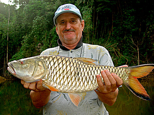 Hampala Barb from the jungle.