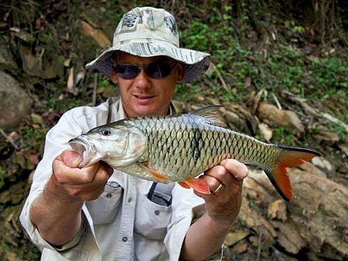 Hampala Barb caught on fly.