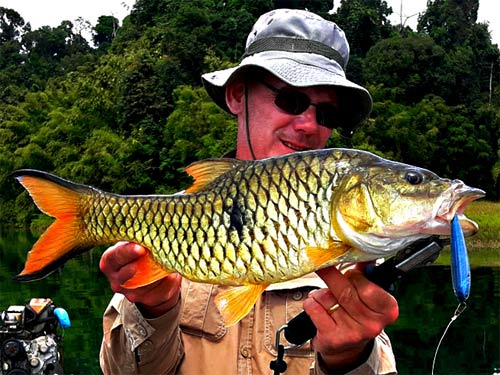 Hampala Barb Jungle fishing Thailand.