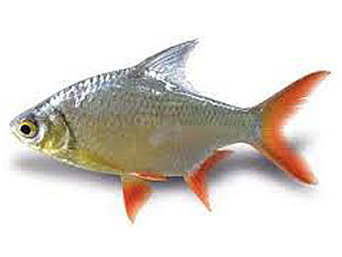 Java Barb bait fish.
