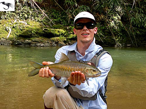 Thai Mahseer