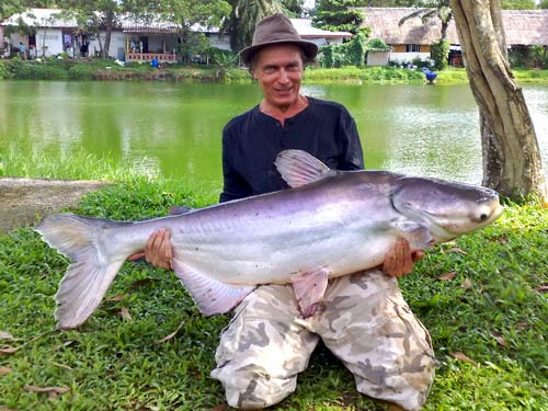 Giant Mekong Catfish from Sawai Lake Phuket.