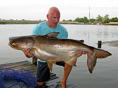 Giant Mekong Catfish from the New Bungsamran