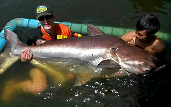 Huge Mekong Catfish from the New Bungsamran
