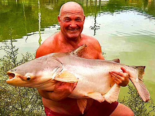 Giant Mekong Catfish at Chalong Fishing Park.