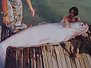 Giant Mekong Catfish in Bungsam Lan Lake.