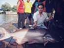 A fat Giant Mekong Catfish.