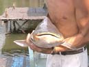 A smiling Giant Mekong Catfish.