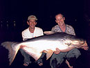 Giant Mekong Catfish in Bungsam Lan.