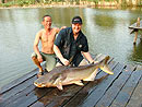 Giant Mekong Catfish in Bungsam Lan.