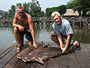 Double Giant Mekong Catfish.