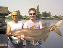 Giant Mekong Catfish in Bangkok.