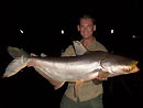 Giant Mekong Catfish caught at night.
