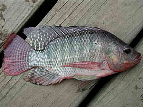 Tilapia bait fish example.