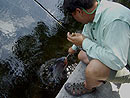 Releasing a Red Bellied Pacu caught on fly.