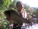 Red Bellied Pacu from Par Lai Lake.