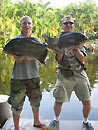 Double Red Bellied Pacu.