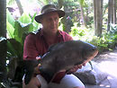 Red Bellied Pacu from Phuket.