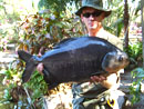 Red Bellied Pacu from Phuket.