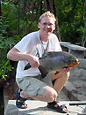 Red Bellied Pacu in Phuket.