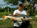 Amazonian Redtail Catfish.