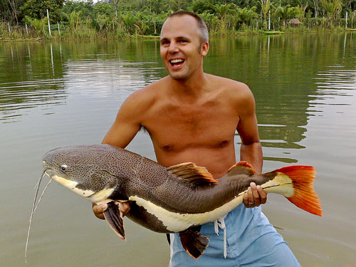 Redtail Catfish from Krabi.