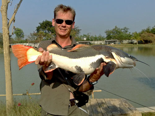 A nice Amazonian Redtail Catfish from Twin Palm Lagoon.