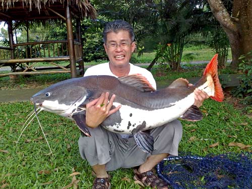 Redtail Catfish from Sawai Lake in Phuket.