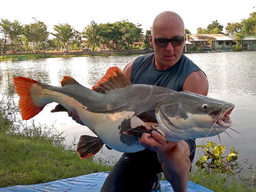 A nice Amazon Redtail Catfish from Palm Tree Lagoon.