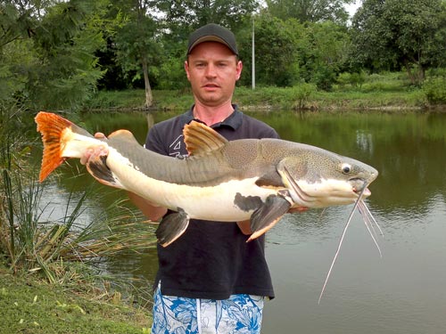 Arapaima from Bangkok Predator Fishing.