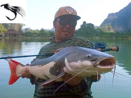 Redtail Catfish on fly from Exotic Fishing Thailand.