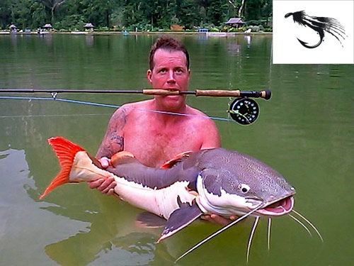 Amazon Redtail Catfish on fly from Exotic Fishing Thailand.