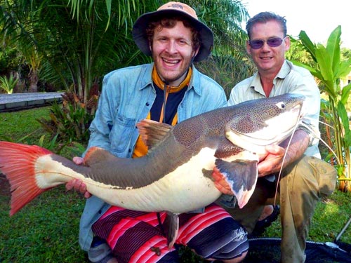 Redtail Catfish from John Wilson's Lake.