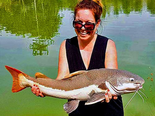 Redtail Catfish caught at Chalong Fishing Park.