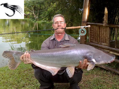 Striped Catfish on fly from Sawai Lake Phuket.