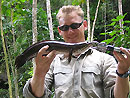 Striped Snakehead Jungle Fishing.